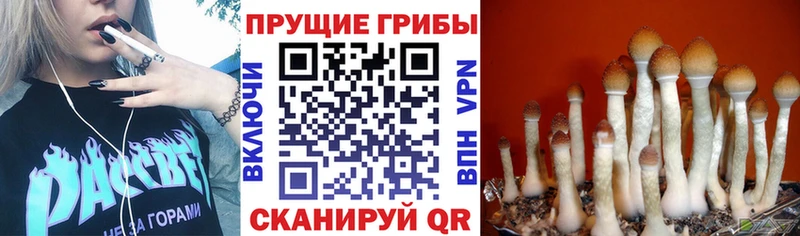 shop состав  Мезень  Псилоцибиновые грибы GOLDEN TEACHER 